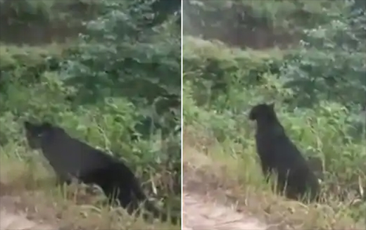 Black Panther